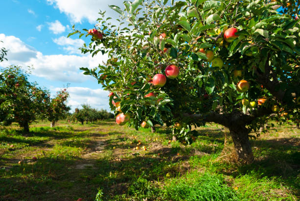 "Il giardino di Tip-Tap"